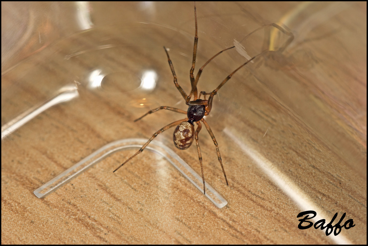 Oonopidae? No. maschio di Steatoda triangulosa - Trieste